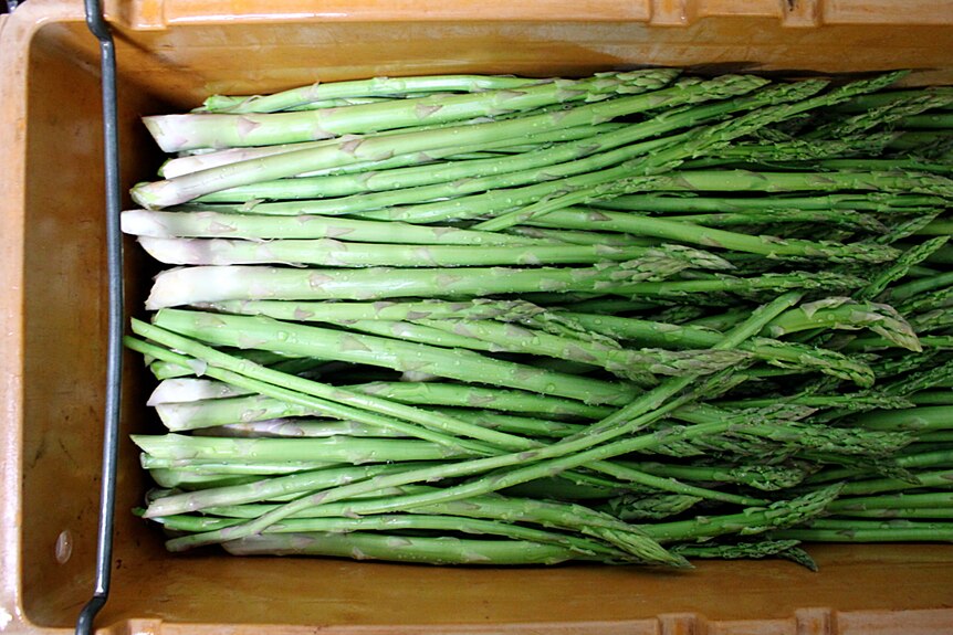 Stalks of freshly-cut asparagus in a yellow plastic crate.