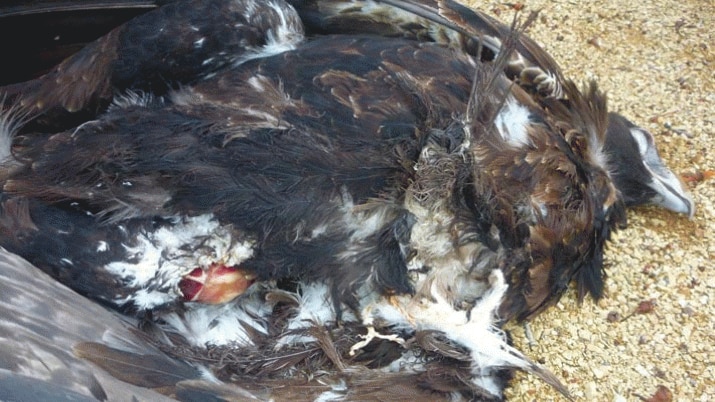 Electrocuted Tasmanian wedge-tailed eagle