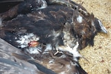 Electrocuted Tasmanian wedge-tailed eagle