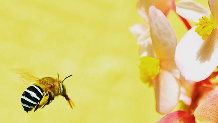 A blue banded bee flies towards a flower.