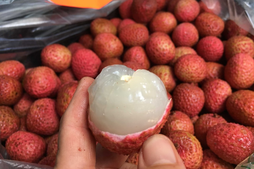 Close up shot of the translucent, succulent flesh of a freshly peeled lychee