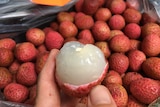 Close up shot of the translucent, succulent flesh of a freshly peeled lychee