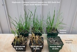 Treated rye-grass samples in six individual pots, three at the rear are not showing any herbicide effects