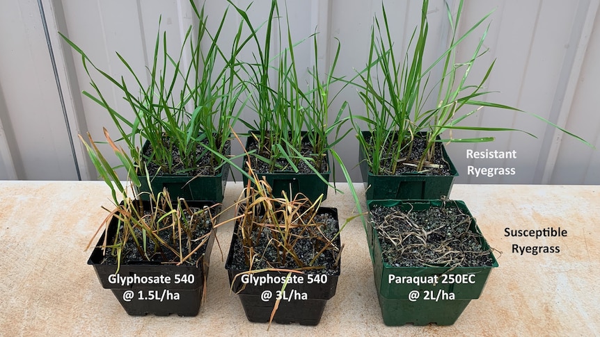 Treated rye-grass samples in six individual pots, three at the rear are not showing any herbicide effects