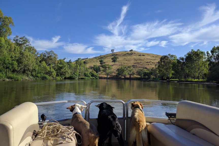 Three dogs looking out the back of a boat and onto the Murray River.