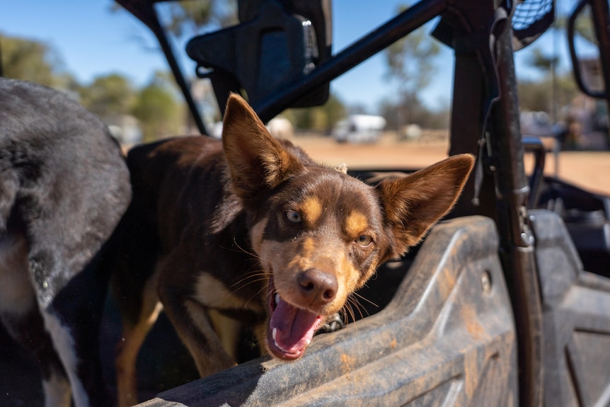A brown cattle dog sticks his head out of a dirty farm vehicle.