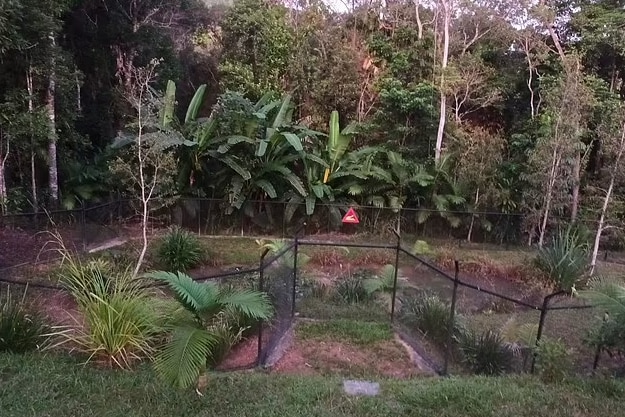 A small fenced enclosure in a tropical garden