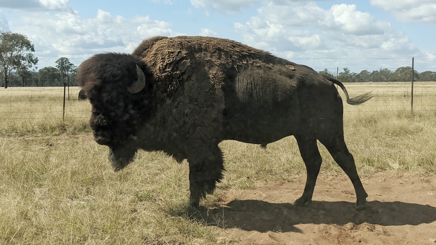 An adult bison standing in a green field