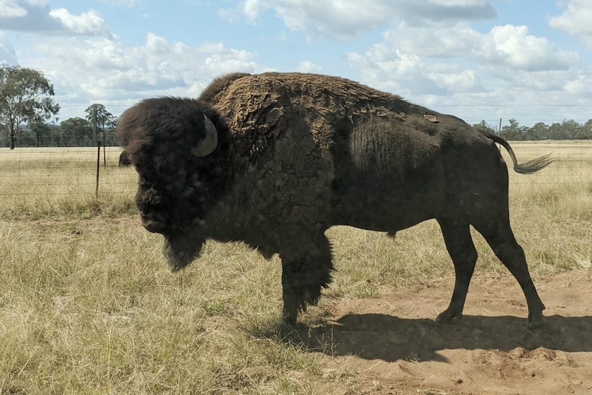 An adult bison standing in a green field