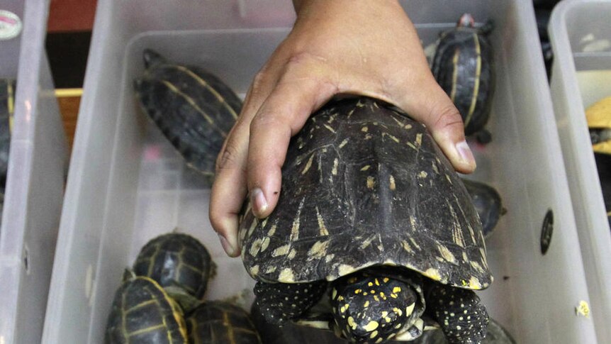 Thailand: Customs officials find 451 turtles stashed in a suitcase