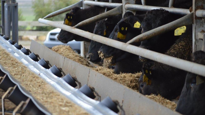 Stockyard Group exports grain-fed Angus and Wagyu beef