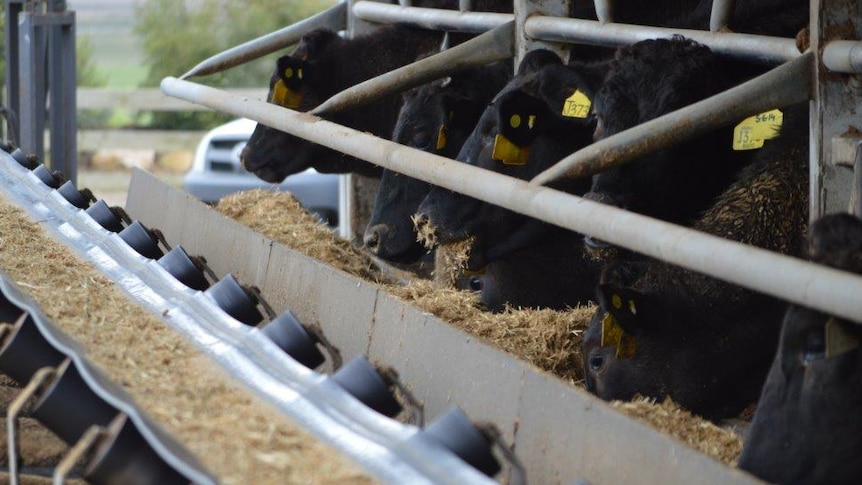 Wagyu cattle in feedlot