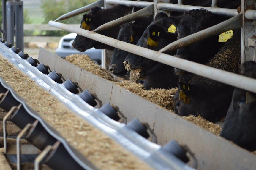 Wagyu cattle can spend up to 300 days on feed before slaughter