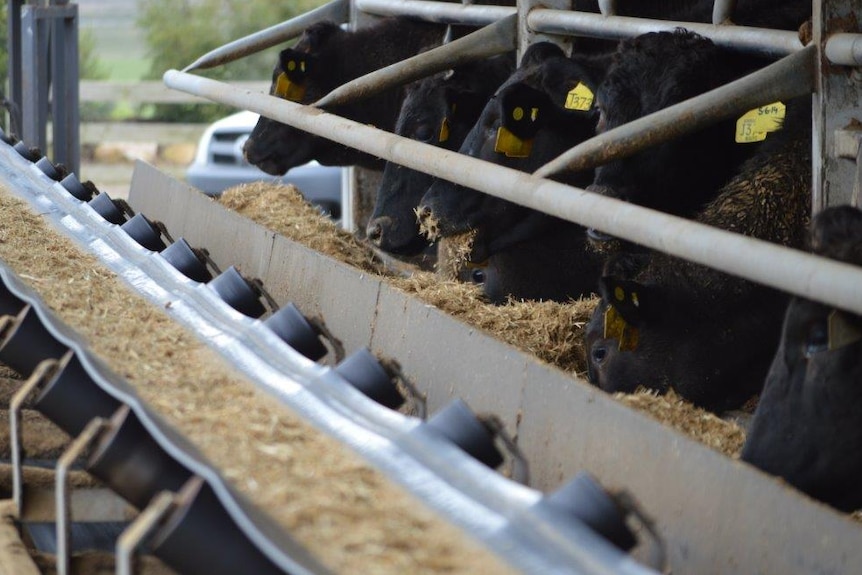 Wagyu cattle in feedlot