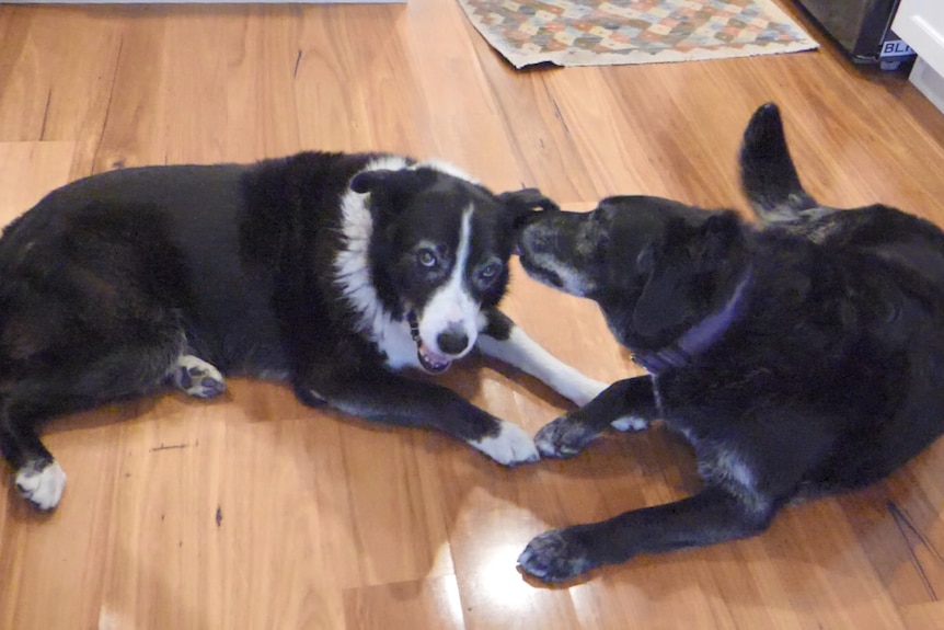 Two old dogs - one licking the other's ear - inside on a wooden floor.