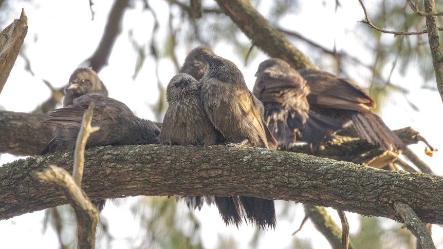 A group of little brown birds are sitting within a tree looking very busy.