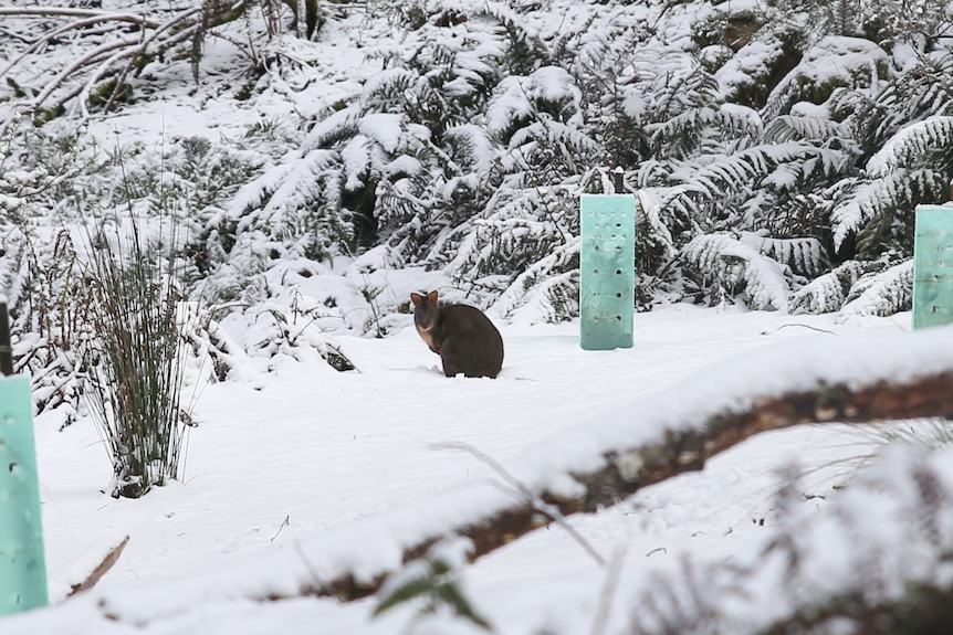 A potoroo in a field of snow looks at the camera.