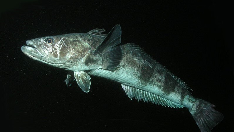 Patagonian toothfish is caught in the Southern Ocean
