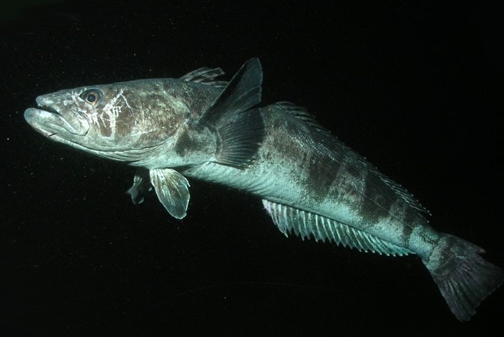 Patagonian toothfish is caught in the Southern Ocean