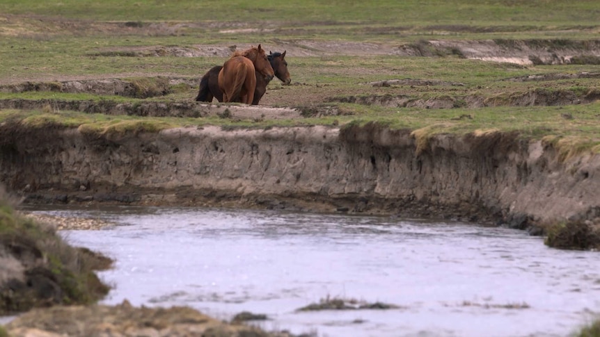 Two horses stand on heavily trodden ground near a creek with bare banks.