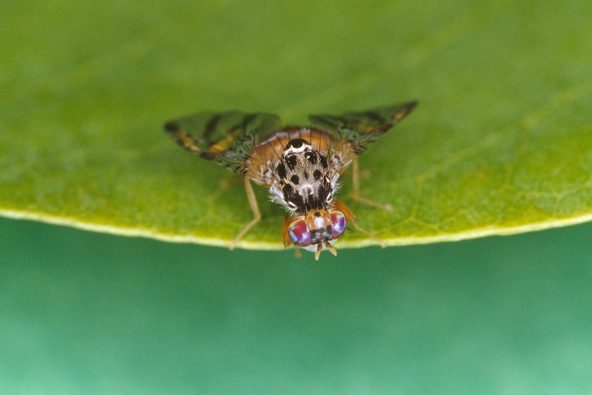 A fly on a leaf.