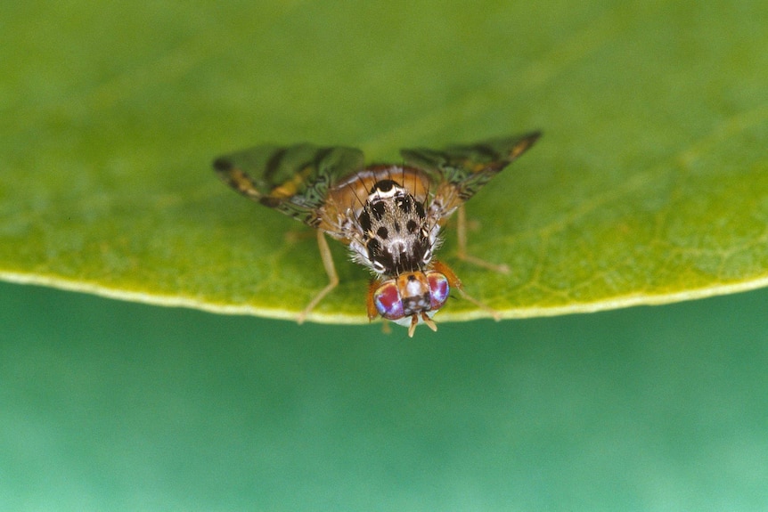 A Mediterranean fruit fly on a leaf.