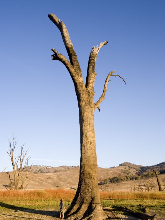 A giant dead tree on baked earth.