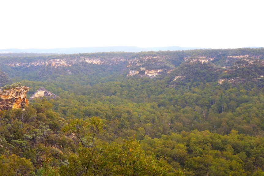 A large rocky canyon filled with trees.