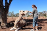 Kai Schaaf rubs a camel's face at Menindee.
