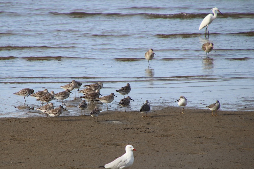 Around 15 birds standing on the mudflats of the Cairns Esplanade, a seagull and many Nordman's Sandpipers 