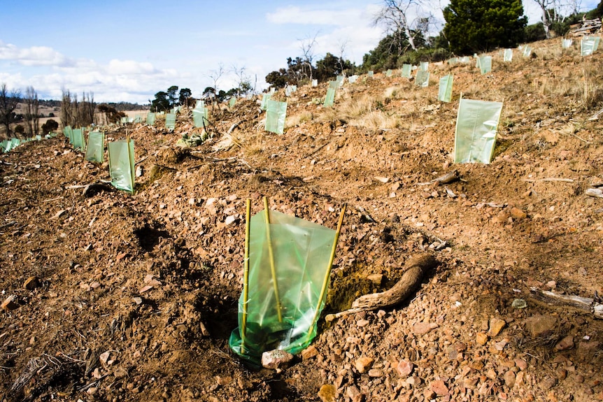 Trees being planted in the dirt.