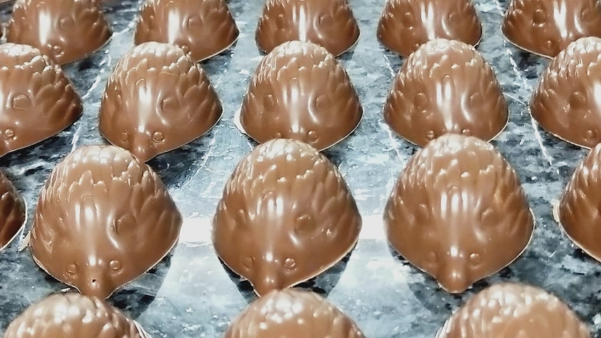 A tray of chocolate platypi is arranged in rows. 