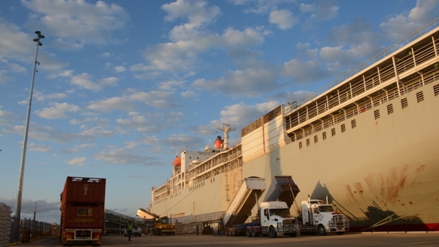 Cattle and grain are loaded onto a live export ship at Port of Townsville.
