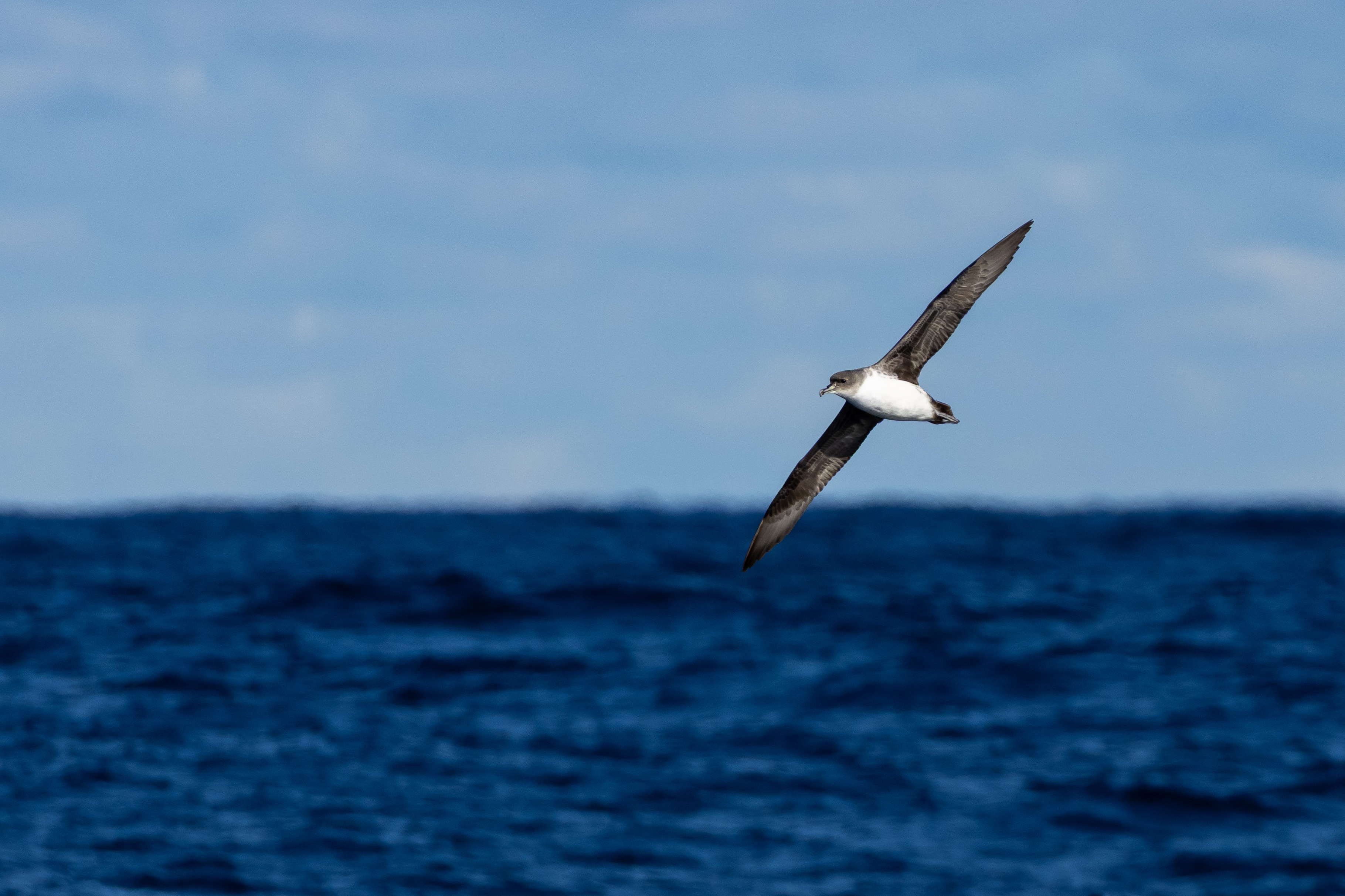 Sub-Antarctic petrels spotted live off NSW coast for first time
