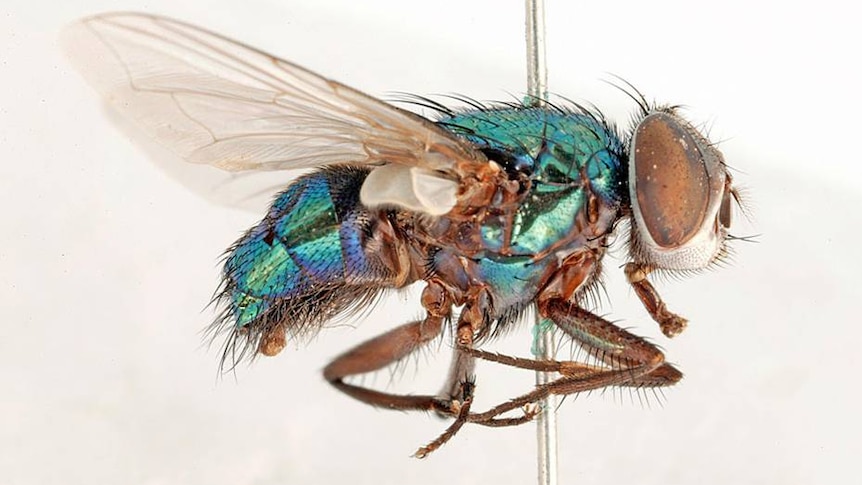 a close up of a fly