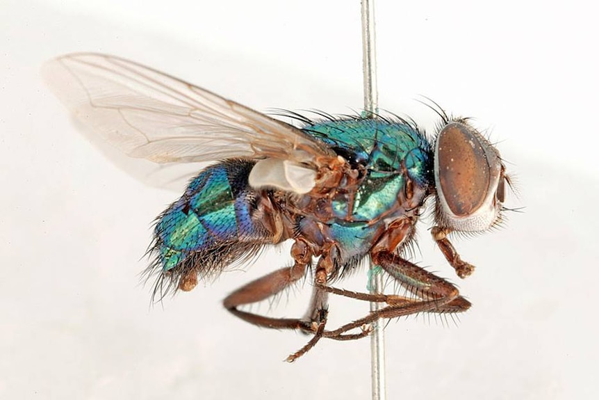 a close up of a fly