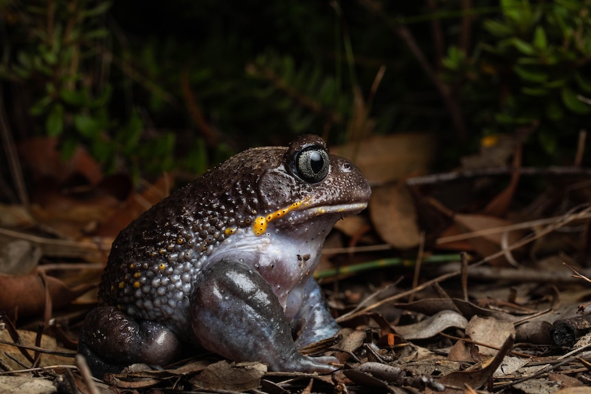 A dark-coloured frog sitting on some brown leaves.