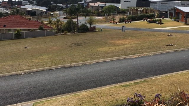 A road with a grassy verge on either side. Kangaroo carcasses can be seen on the grass on one side of the road.