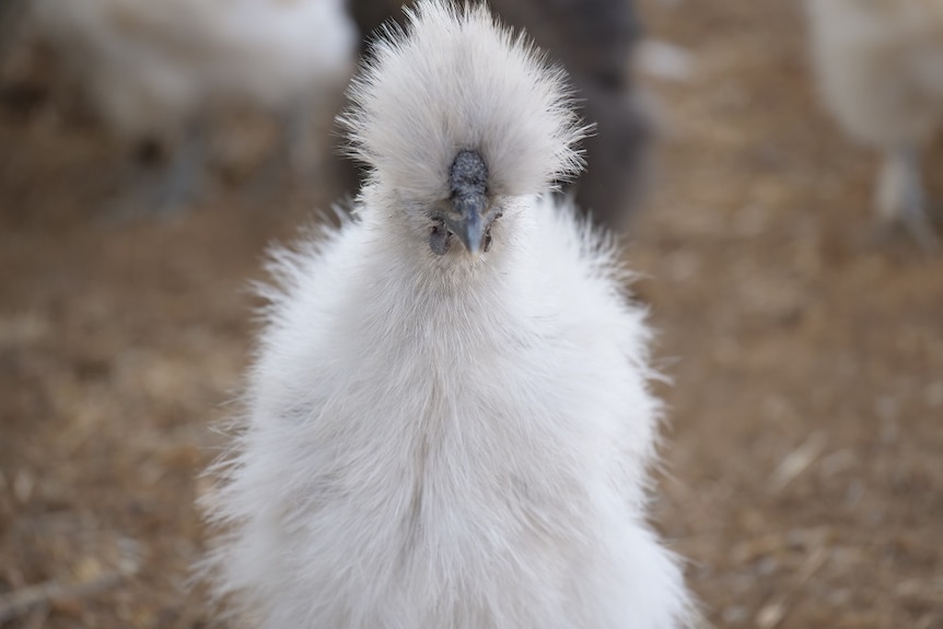 Chinese silkie chicken