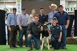 The record breaking heifer calf from Lightning Ridge Genetics.