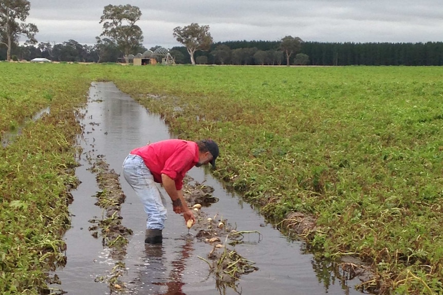 Terry buckley stands in a wet potato field. 