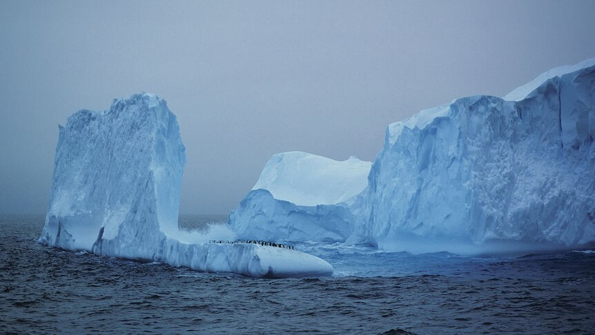 Adelie penguins resting on an iceberg in Antarctica.