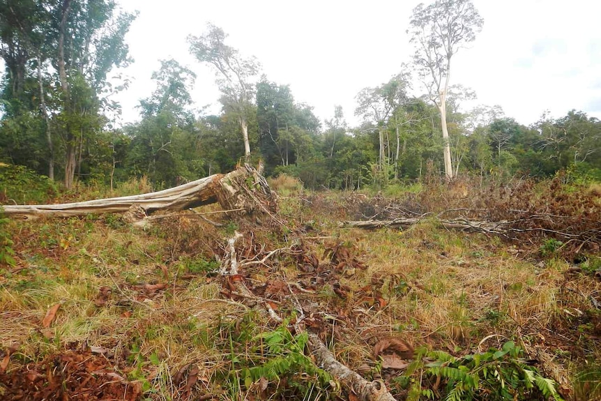 Felled trees are lying on the ground in Phnom Tnout forest.