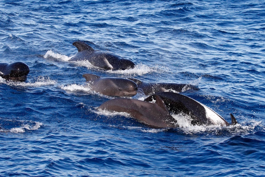 Pilot whales surface in blue ocean water.