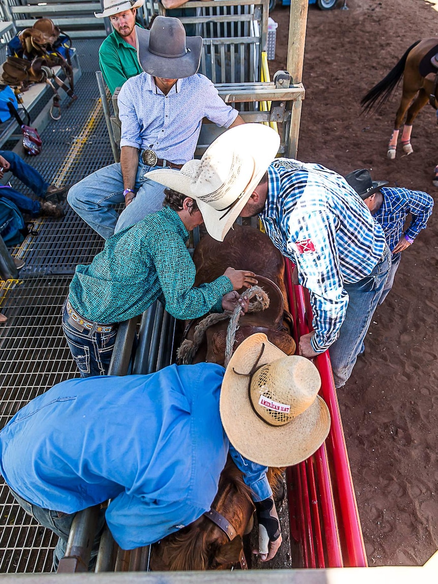 A group of rodeo students crowd around a chute as instructors saddle up a horse for bronc riding.
