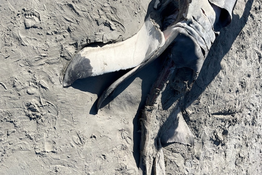 A part of a shark carcass laying on the sand