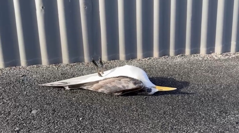 A bird on its back.