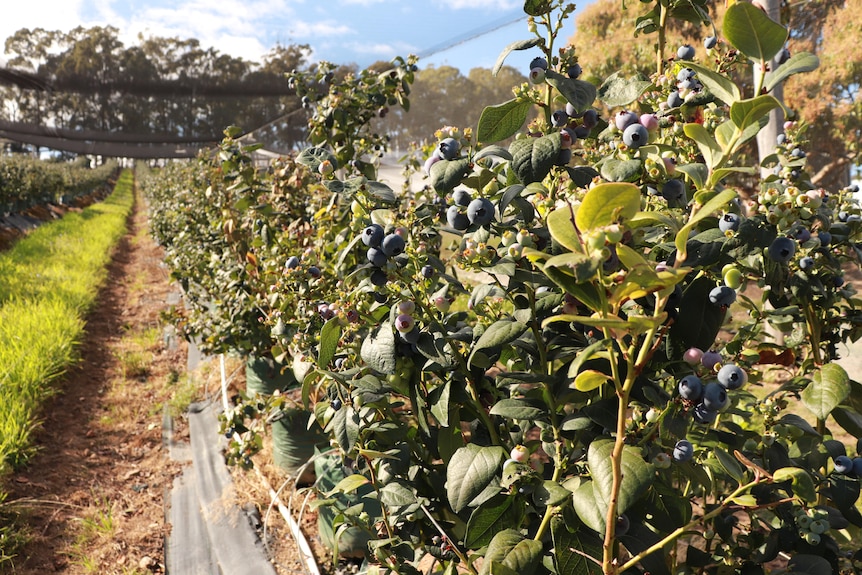 Blueberry crops