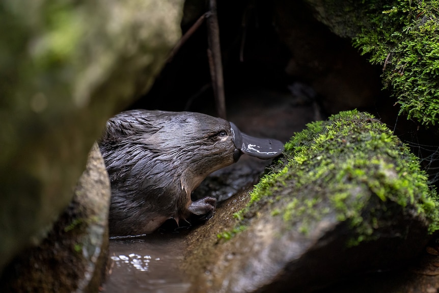 A solo platypus with wet fur rests near crevice between green mossy rocks and shallow water.