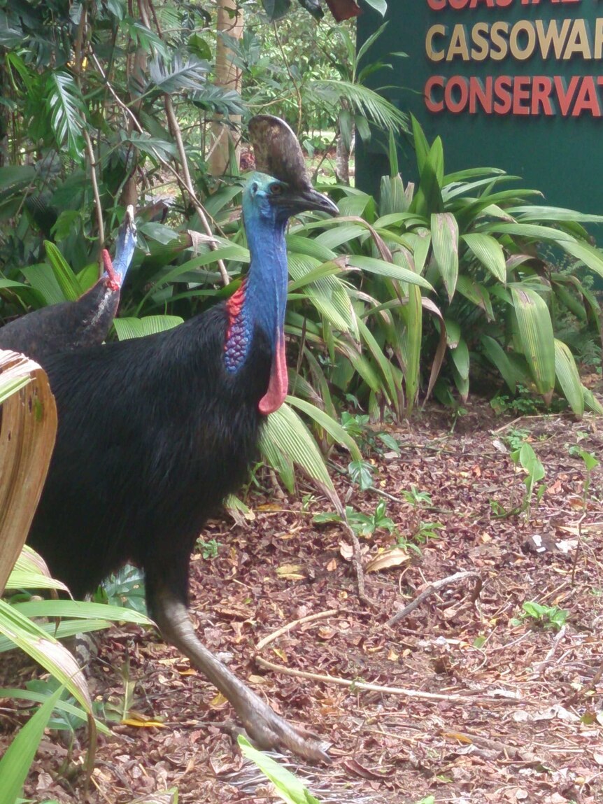 A live cassowary dallies with a cassowary statue at Mission Beach in far north Qld. Thurs Feb 13, 2014